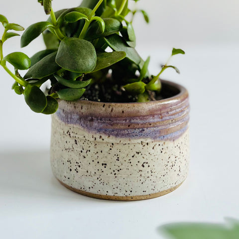Succulent Planter in Toasted Lavender