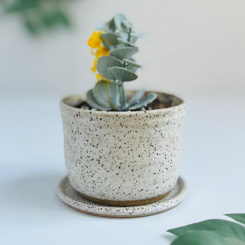Toasted Planter with Plate