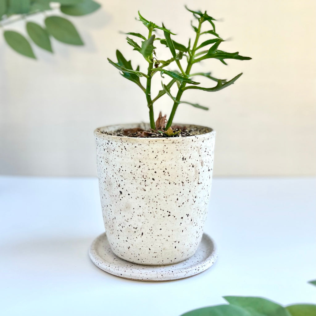 plant pot with plate Toasted Planter with Plate – Glaze On Studio