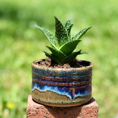 Succulent Planter in Frosted Iron